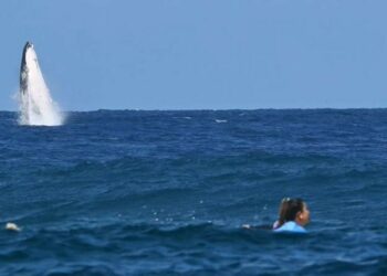 JO 2024 : une baleine interrompt la finale de surf et une surfeuse termine deuxième